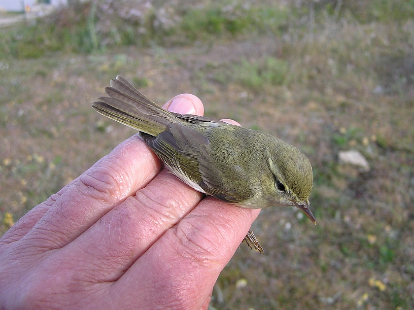 Greenish Warbler, Sundre 20110605